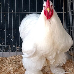 REGISTRO AVE DE ORNATO