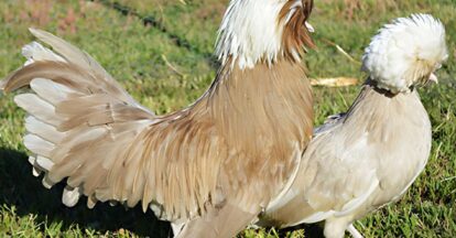 gallina-holandesa-monuda-kaki_1