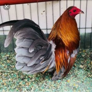 REGISTRA KIKIRIKI MEXICANO