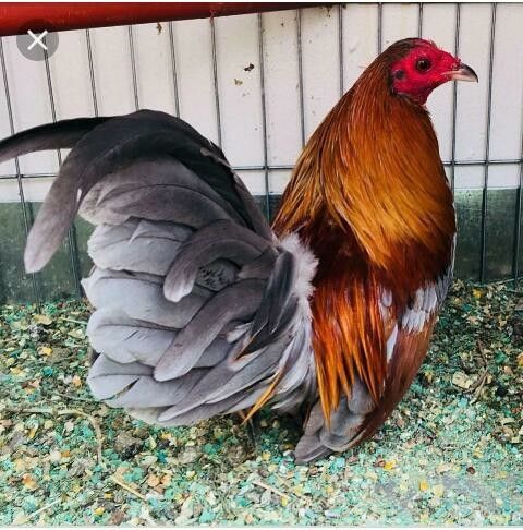 12968fcc16e15846c5befb5cd97b6b46