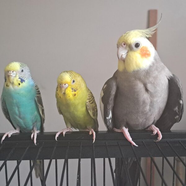 budgie-and-cockatiel-size-comparison-v0-rlt5jkt6x5zc1